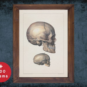 SKULL MANDIBLE BONES anatomy art print for medical student graduate, Radiologist and Radiology doctor gift office decor