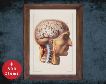 Vintage Brain Anatomy Art Print: Medical Neurology Gift