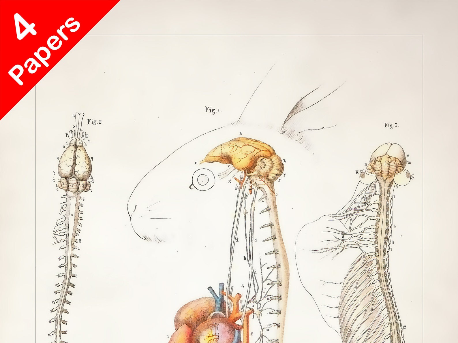 RABBIT BRAIN ORGANS Anatomy Art Print for Medical Student Etsy