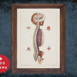 CSF Anatomy Art Print: Vintage French Medical Illustration