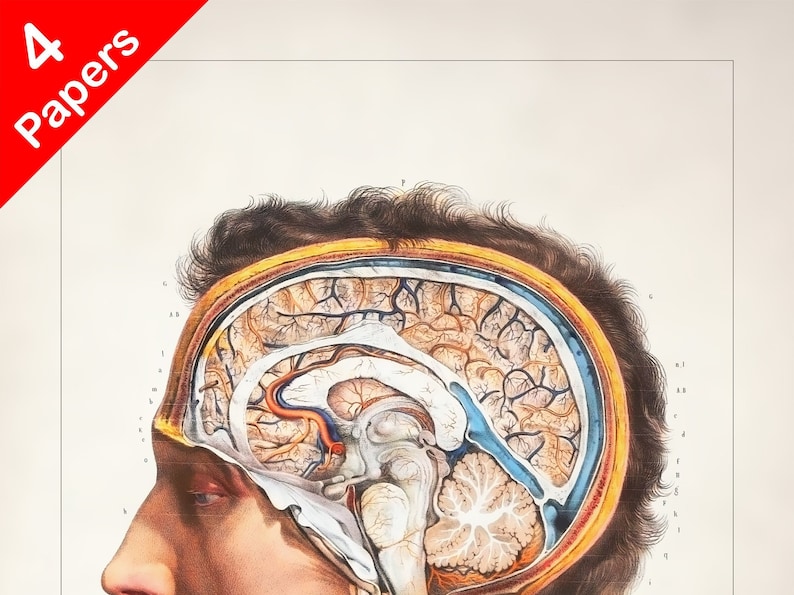 The Good Doctor HEAD BRAIN CEREBELLUM Anatomy Art Print for Medical