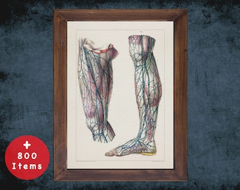 Vintage Leg Anatomy Art Print: Vascular Surgery Decor