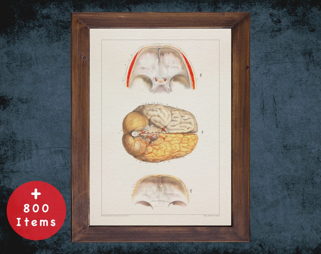 BRAIN CRANIAL NERVES Anatomy Art Print for Medical Student Graduate ...