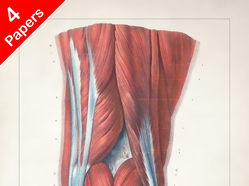 KNEE LIGAMENT MUSCLE anatomy art print for medical student | Etsy
