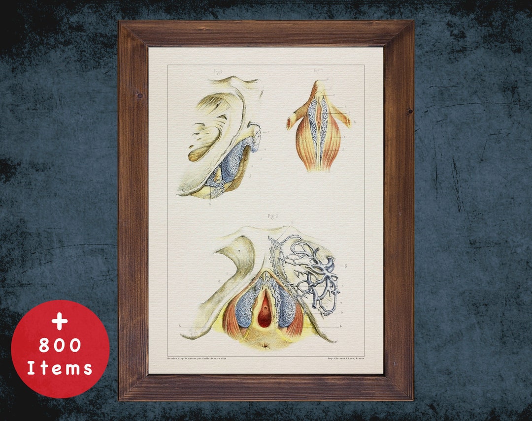 VAGINA CLITORIS LABIA Anatomy Art Print For Medical Student Graduate vagina-clitoris-labia-anatomy-art-print-for-medical-student-graduate
