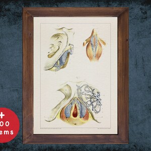 Op de afbeelding: Vintage anatomische illustratie van het vrouwelijke voortplantingssysteem. De afbeelding toont de interne organen in detail, inclusief de baarmoeder, eierstokken en eileiders. De illustratie is in een gedempte kleurenpalet met tinten blauw, geel en rood.