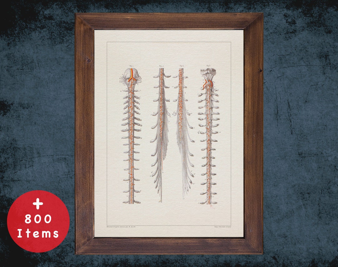 NEVROLOGY SPINAL CORD Anatomy Art Print for Medical Student Graduate ...