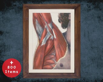 SHOULDER MUSCLE CHEST anatomy art print for medical student graduate, osteopaths and osteopathy doctor gift office decor