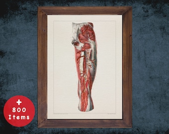 LEG ARTERY MUSCLE anatomy art print for medical student graduate, osteopaths and osteopathy doctor gift office decor