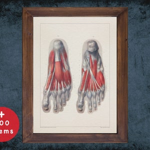 Vintage Foot Anatomy Art Print: Podiatry Decor Gift