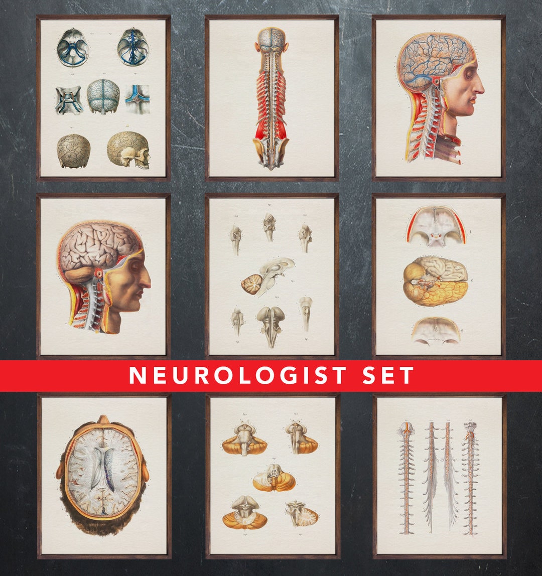 Anatomy Print, Set of 9 Posters, Gift for Neurologist Doctor, Neurology ...