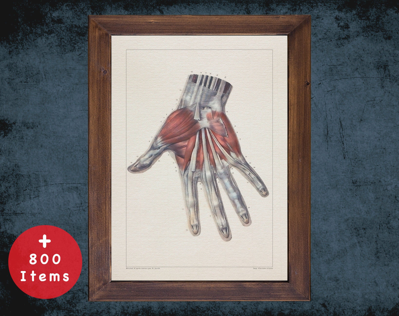 HAND TENDON LIGAMENT anatomy art print for medical student graduate, osteopaths and osteopathy doctor gift office decor