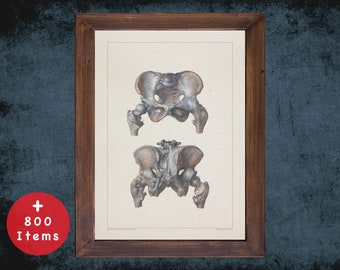 May include: Vintage anatomical illustration of the human pelvis, showing the bones of the hip and thigh. The image is in black and white and has a detailed, realistic style.