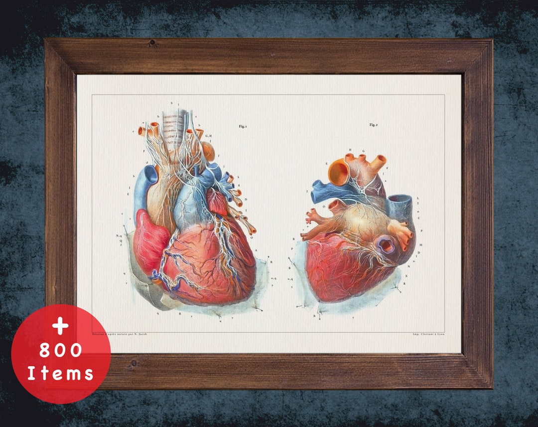 Heart Anatomy Art Print: Vintage Medical Decor - Etsy