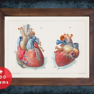 Lámina artística de anatomía del corazón: decoración médica vintage