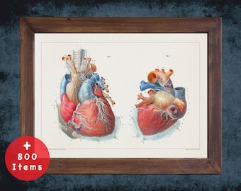 Heart Anatomy Art Print: Vintage Medical Decor