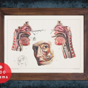 Anatomy Art Print: Nasal Cavity, Mouth - Medical Decor
