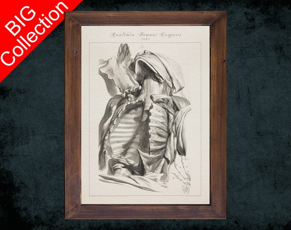 158 Skeleton Chest Drawing High Res Illustrations - Getty Images