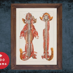 Cat Nervous System Anatomy Art Print: Vintage Veterinary Decor