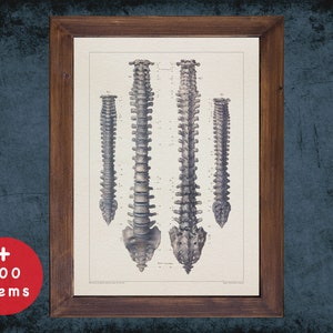 VERTEBRAL COLUMN SPINAL anatomy art print for medical student graduate, Radiologist and Radiology doctor gift office decor