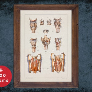 Può includere: Illustrazione anatomica vintage della laringe umana, che mostra varie sezioni trasversali e viste delle corde vocali e delle strutture circostanti. L'immagine è in bianco e nero con dettagli e etichette disegnati a mano.