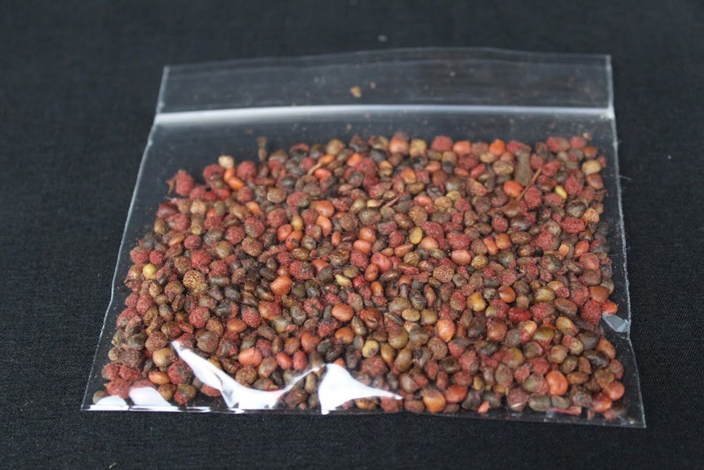 Bulk Sumac Seeds Staghorn Sumac seeds for planting and Etsy