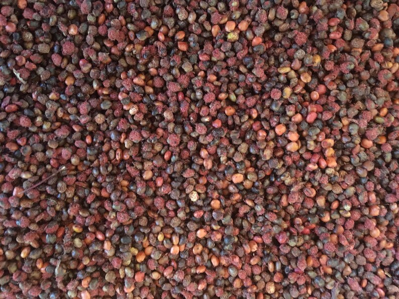 Bulk Sumac Seeds Staghorn Sumac seeds for planting and Etsy