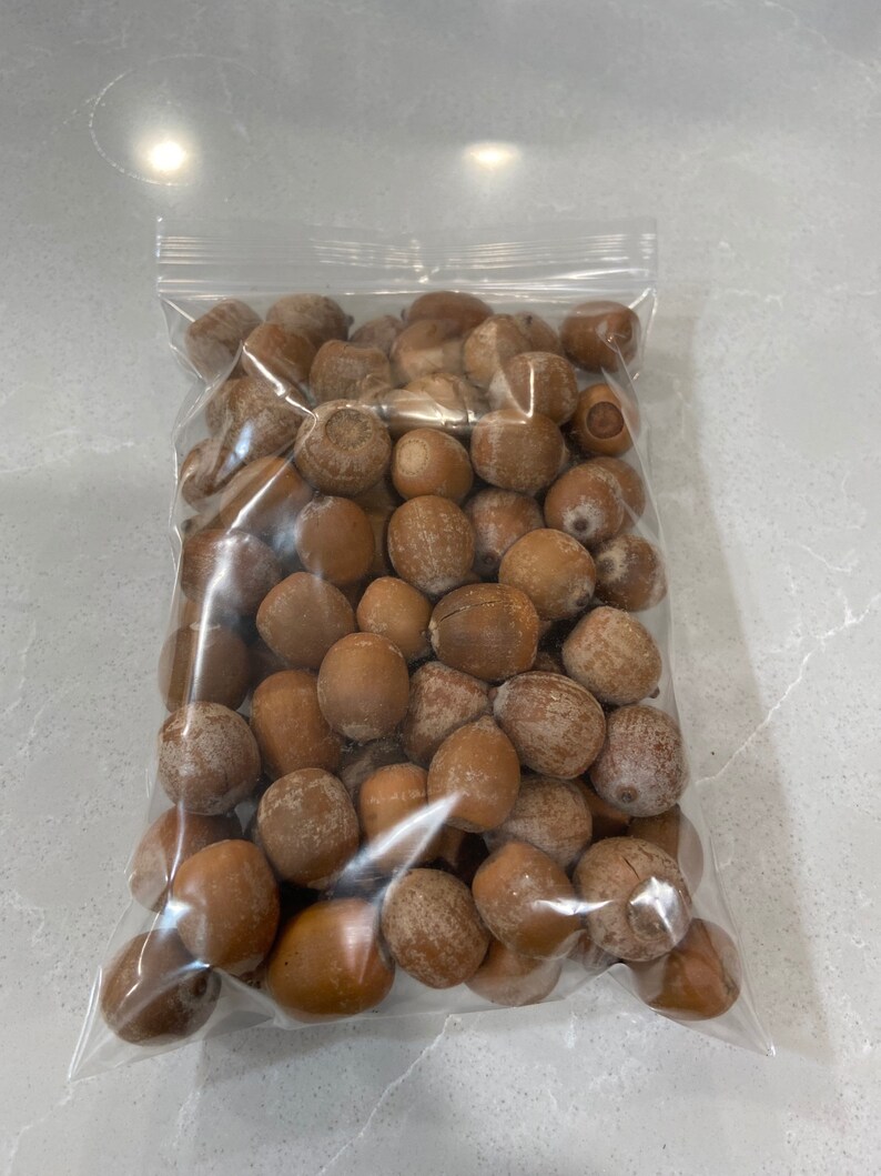 Large Raw Acorns for planting or animal feed like squirrels Etsy