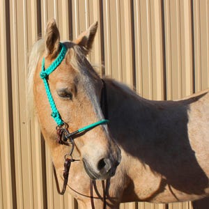 May include: A tan horse wearing a turquoise rope halter and a leather bridle. The horse is positioned in front of a corrugated metal wall. The halter is a bright turquoise color, and the bridle has a metal bit and leather straps.