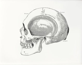 Vintage Art | Skull Drawing from 1800s | Gray's Anatomy | Instant Download | Digital Download | 8.5x11 | 11x14