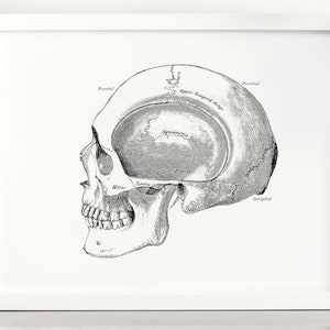 Vintage Art | Skull Drawing from 1800s | Gray&#39;s Anatomy | Instant Download | Digital Download | 8.5x11 | 11x14