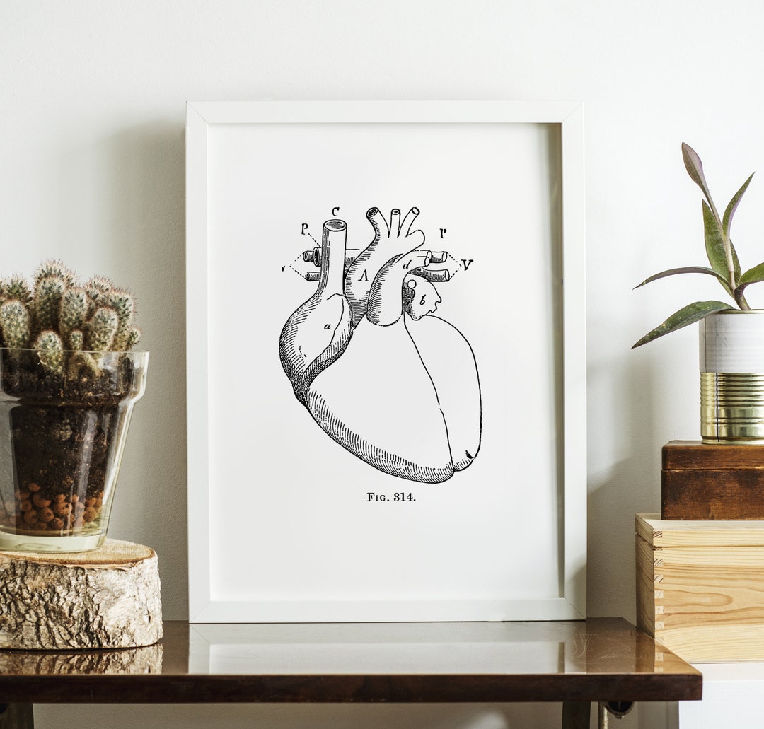 Vintage Heart Anatomy Print | 1800s Medical Drawing Poster - Etsy