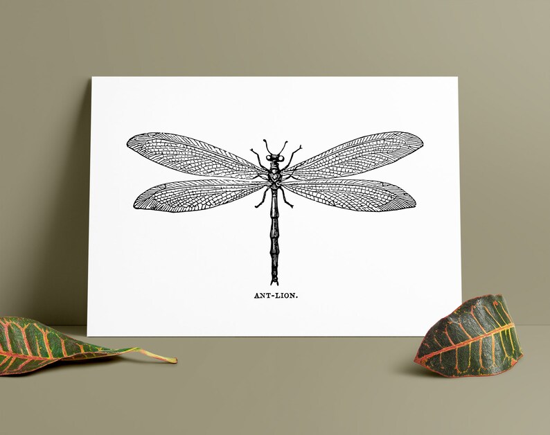Vintage Art Dragonfly Drawing from 1800s Instant Download | Etsy