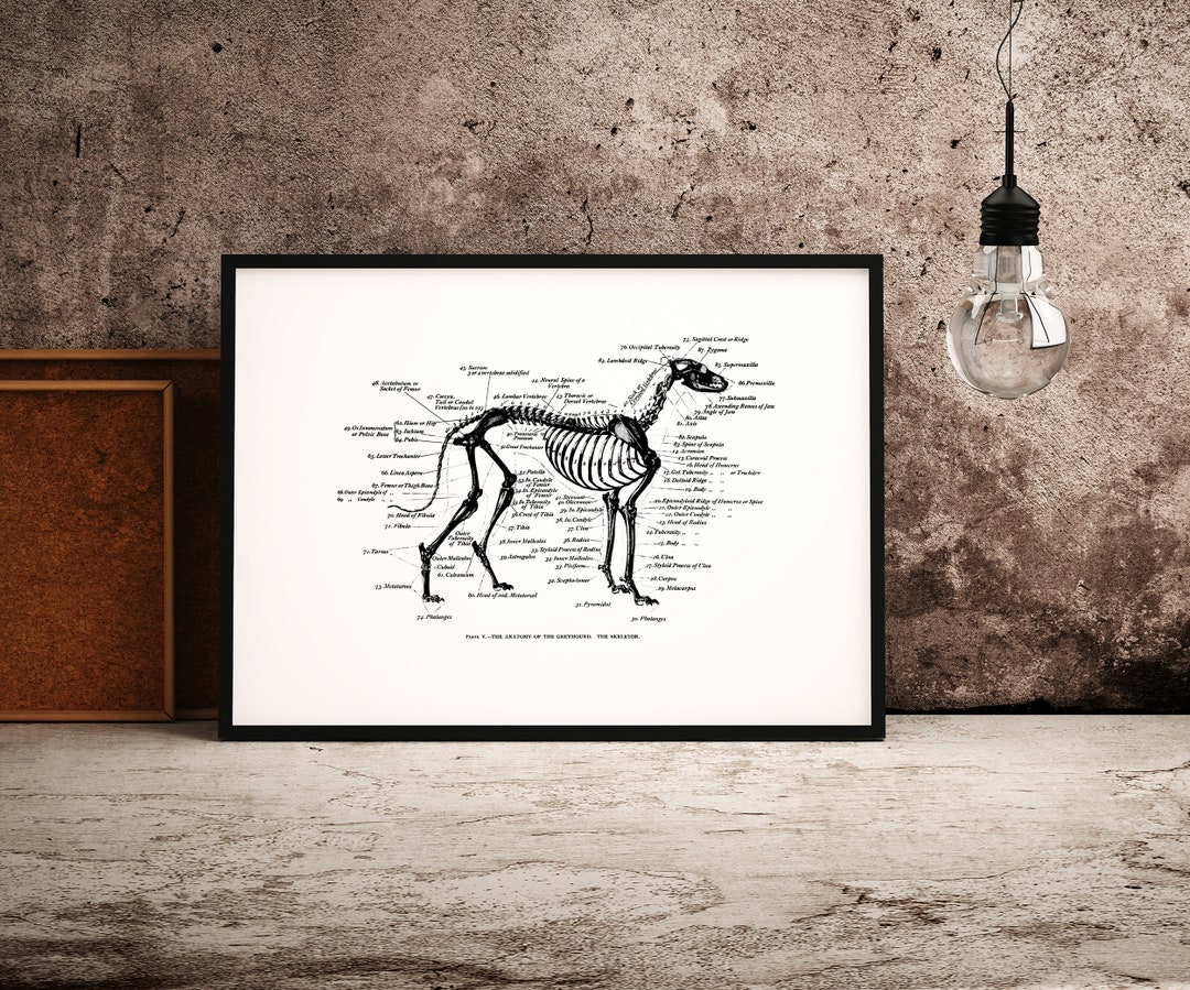 Vintage Greyhound Anatomy Print Greyhound Skeleton Poster Etsy