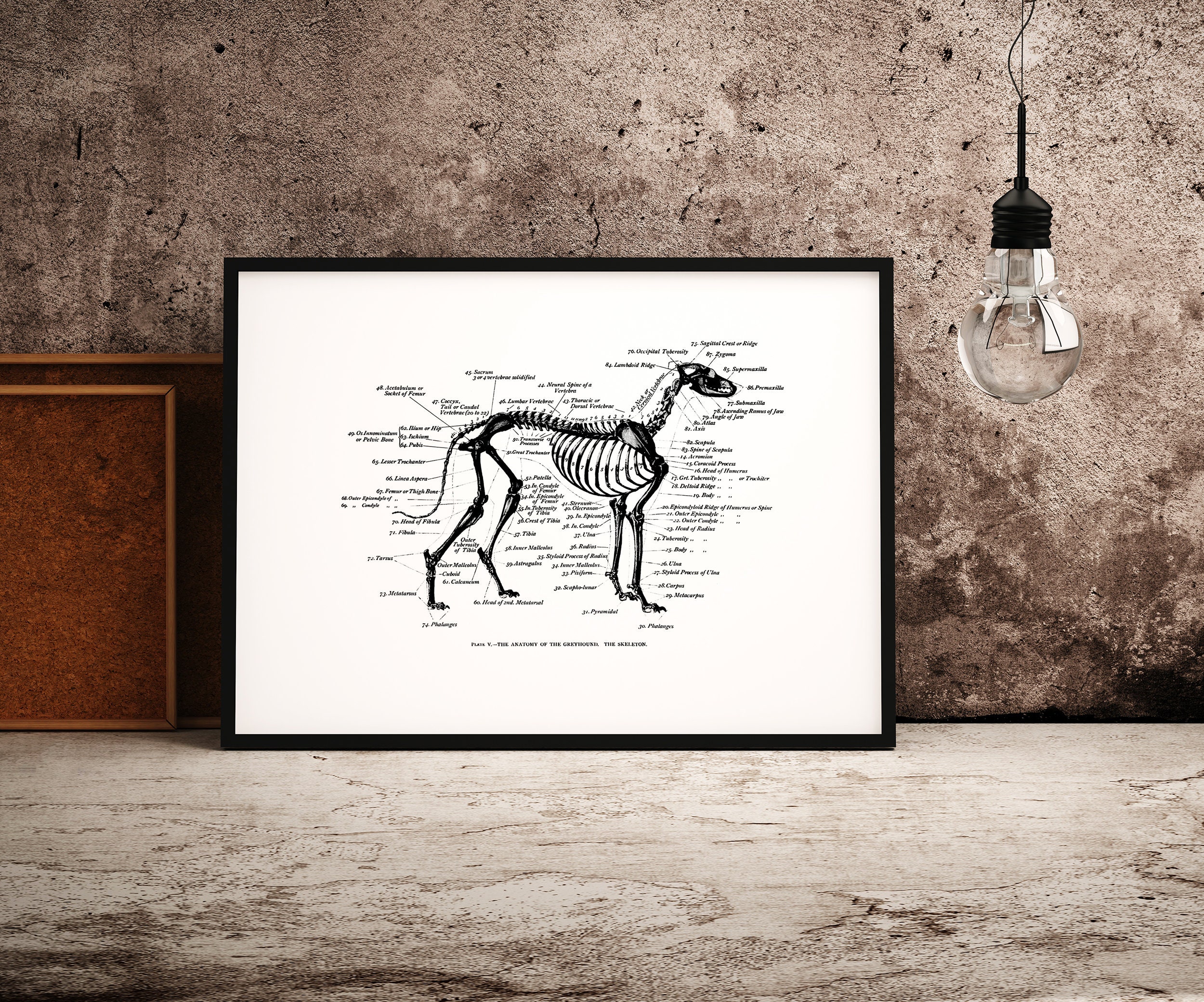Vintage Greyhound Anatomy Print Greyhound Skeleton Poster Etsy