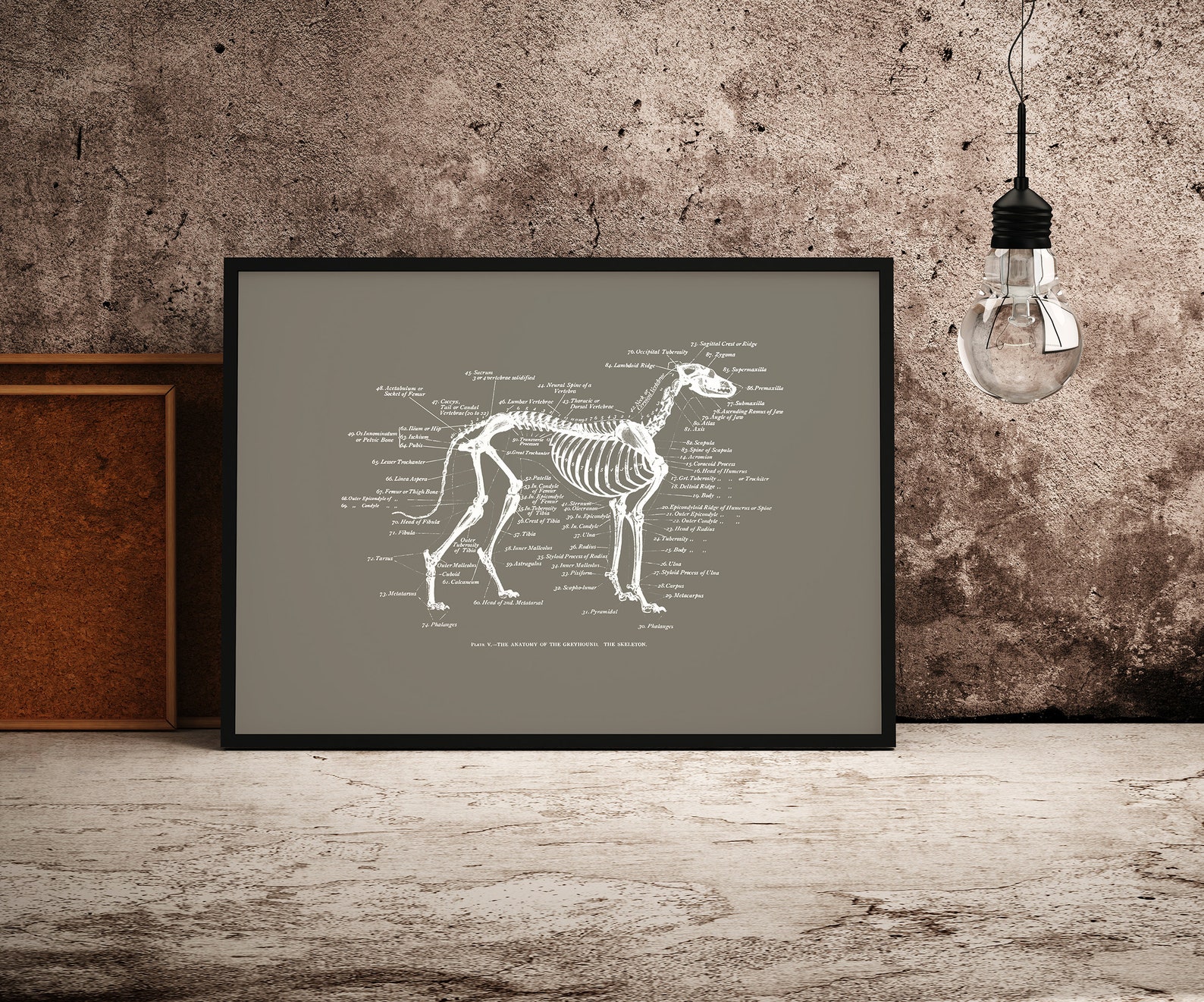 Vintage Greyhound Anatomy Print Greyhound Skeleton Poster Etsy