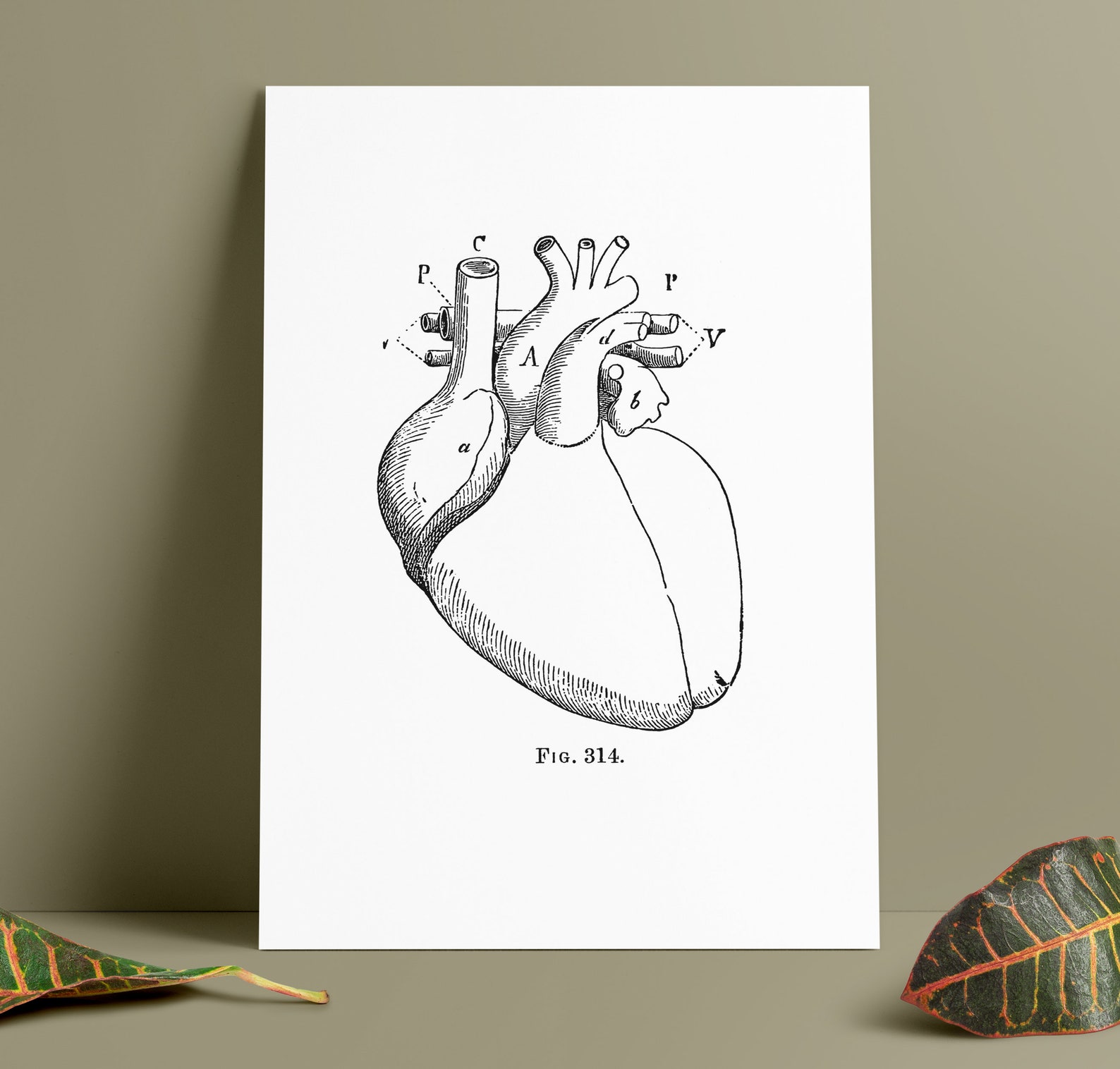 Vintage Heart Anatomy Print | 1800s Medical Drawing Poster - Etsy