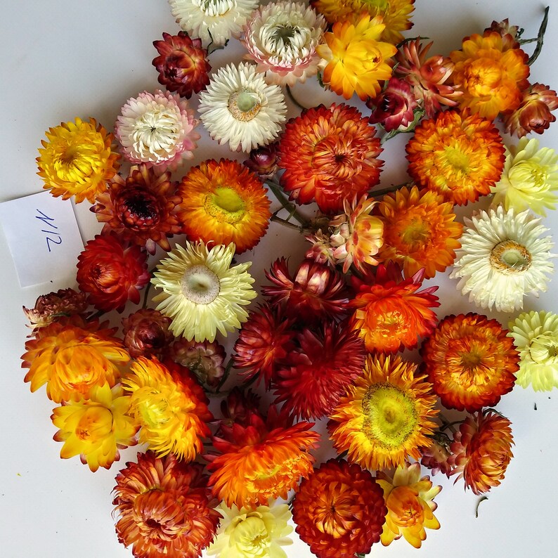 Strawflower Dried flowers Florist supply Potpourri Craft Etsy