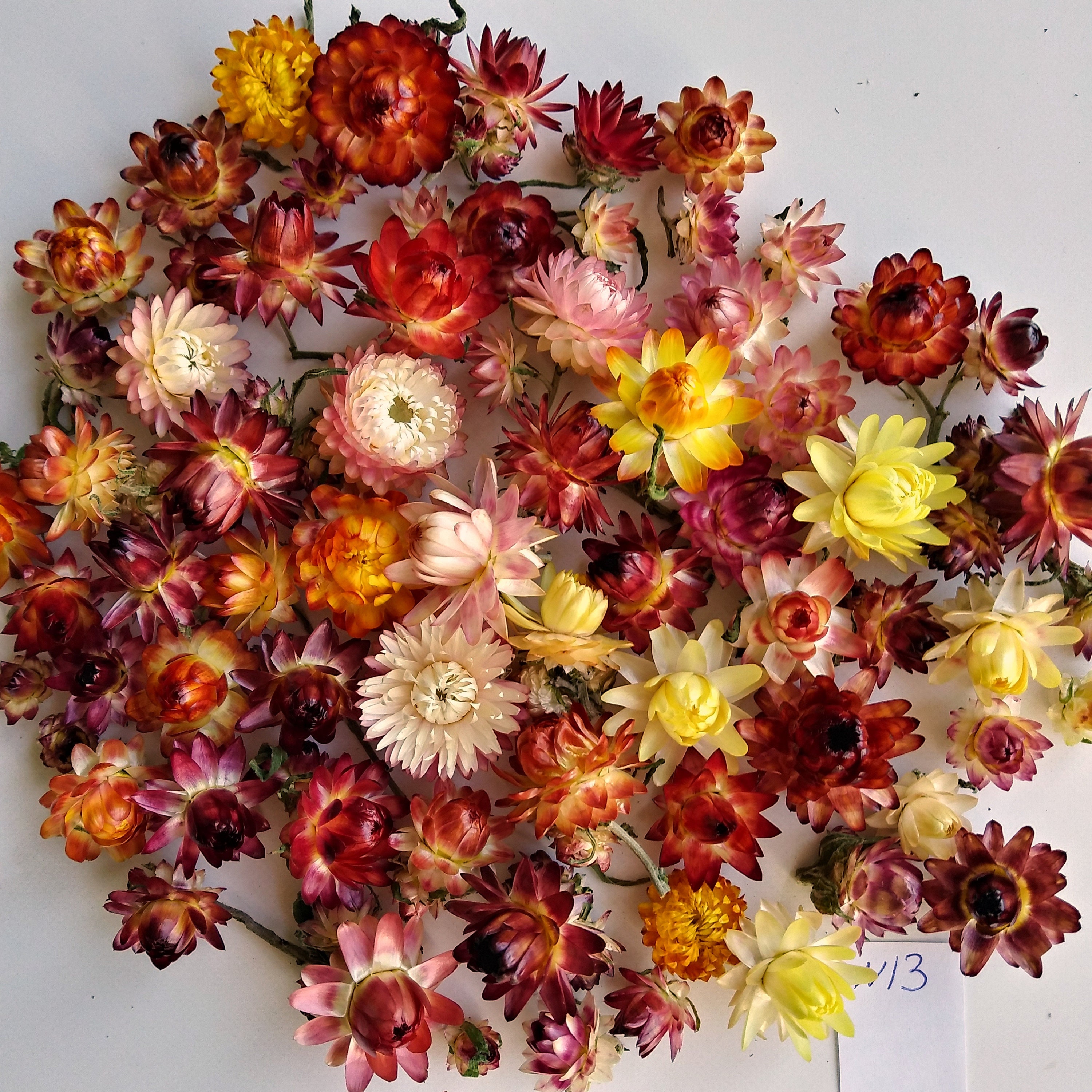 Dried Strawflowers Real Dry Strawflowers Dried flower bouquet Etsy
