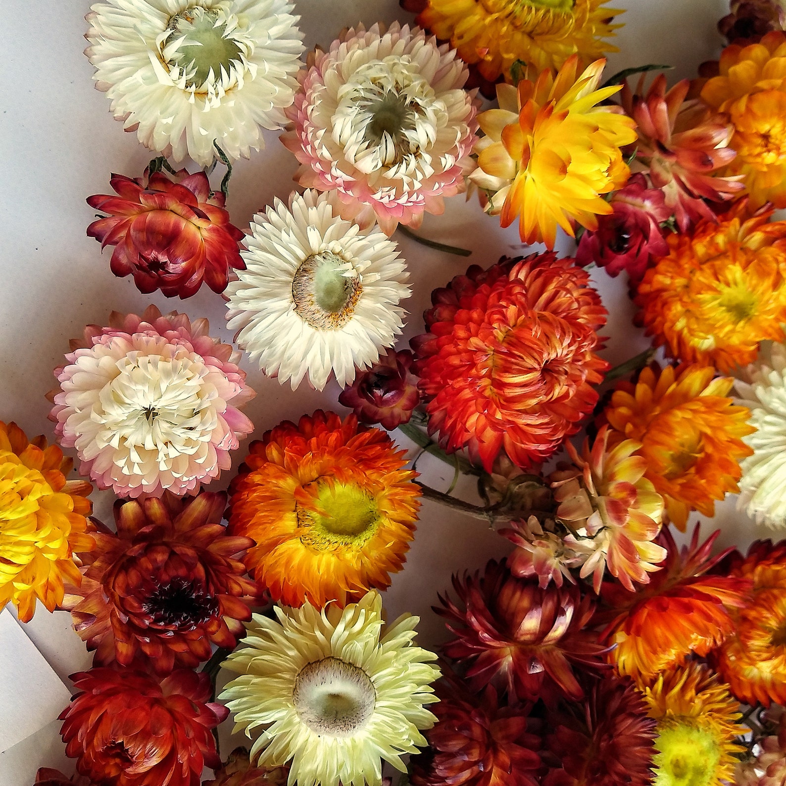 Strawflower Dried flowers Florist supply Potpourri Craft Etsy