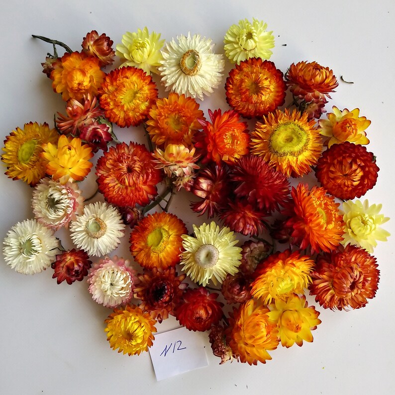 Strawflower Dried flowers Florist supply Potpourri Craft Etsy