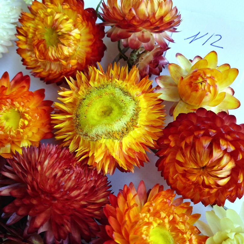 Strawflower Dried flowers Florist supply Potpourri Craft Etsy