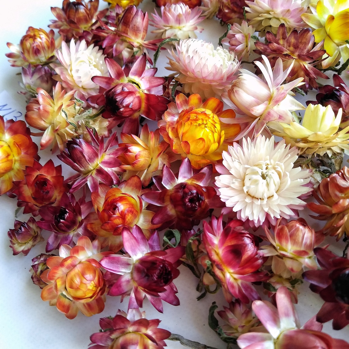 Dried Strawflowers Real Dry Strawflowers Dried flower bouquet Etsy