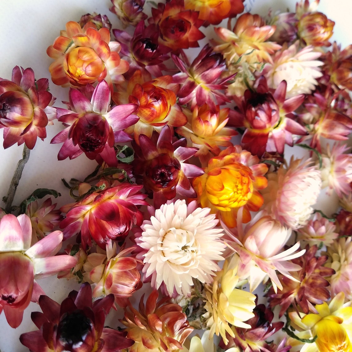 Dried Strawflowers Real Dry Strawflowers Dried flower bouquet Etsy