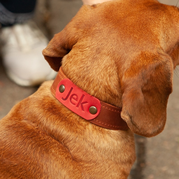 Leather dog collar,Cat leather collar break away,Padded leather dog collar with bit,Personalized dog collar,Engraved dog collar,Dog collar