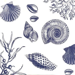 May include: A pattern of dark blue ink illustrations on a white background featuring various seashells, including a fan-shaped scallop, a spiral conch, a spotted cone shell, and a piece of branching coral alongside a sprig of seaweed with berries.
