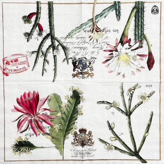 サボテン全書 ひろ サボテン全書 All about CACTUS 【貴重本 初版
