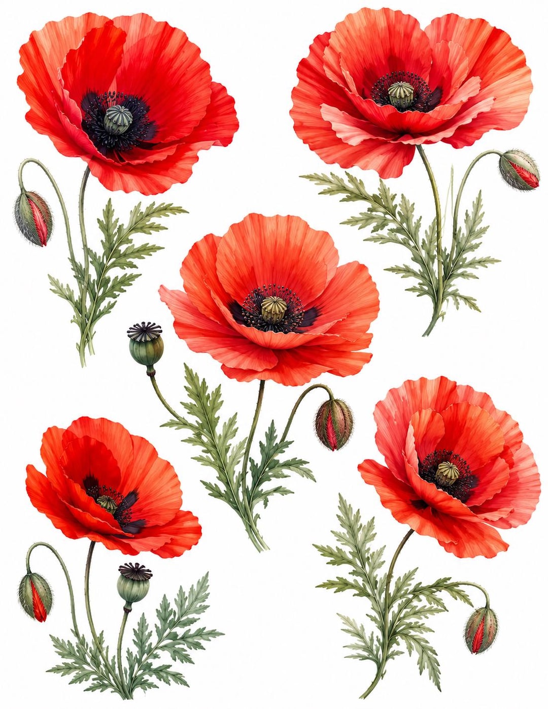 Poppy Rice Modelinh Poppy Decoupage Rice Paper, Red Poppy Botanical Flower Floral Artwork ...