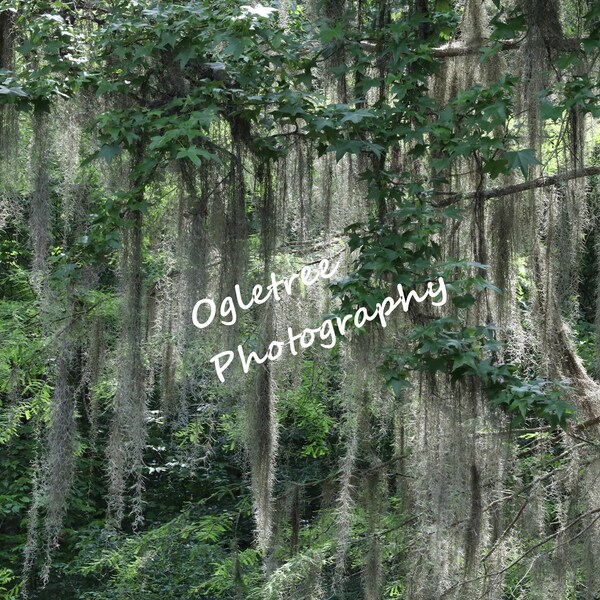 Spanish Moss Etsy
