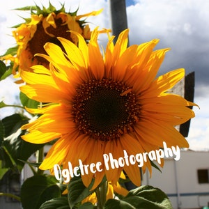 Sunflower Sunshine